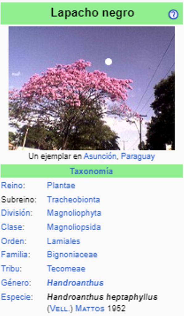 TAJY HU - Handroanthus heptaphyllus